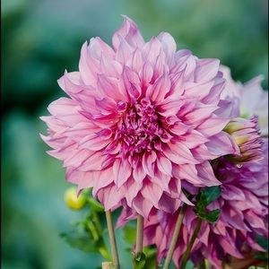 Meet your Posher, Ann Marie